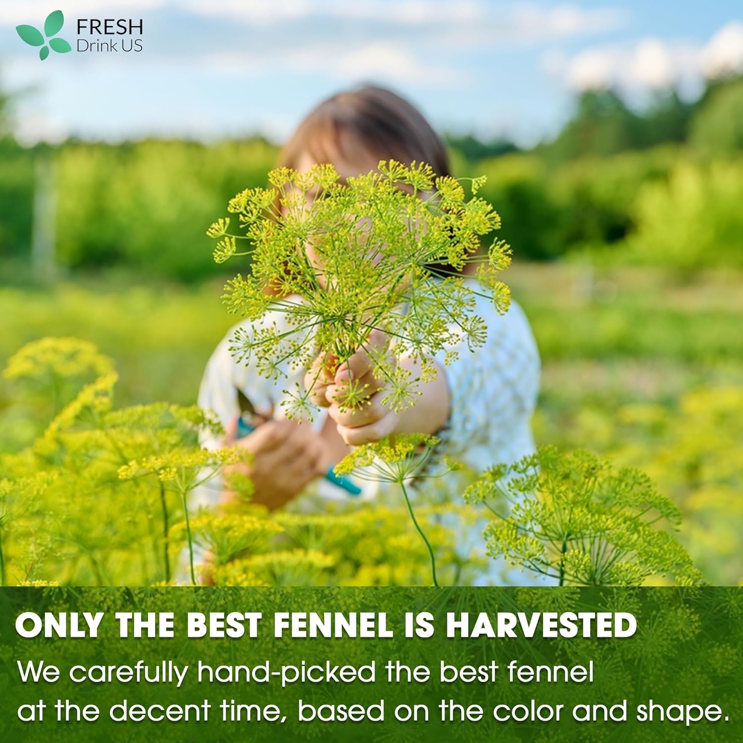 Premium Fennel Tea Bags, 100% Natural & Pure from Fennel Seeds. Fennel Seed Herbal Tea. Fennel Seed Tea. Made with Natural Material Tea Bags. No Sugar, No Caffeine, No Gluten, Vegan.
