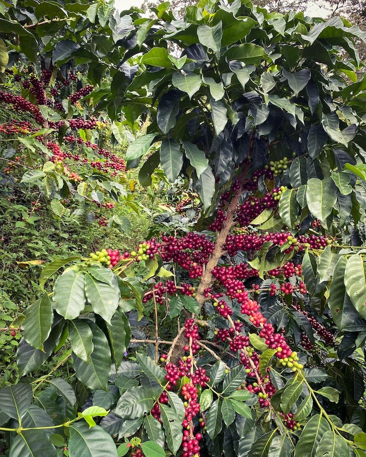 Los Nogales Caturra | Mucilage EA Decaf | Colombia