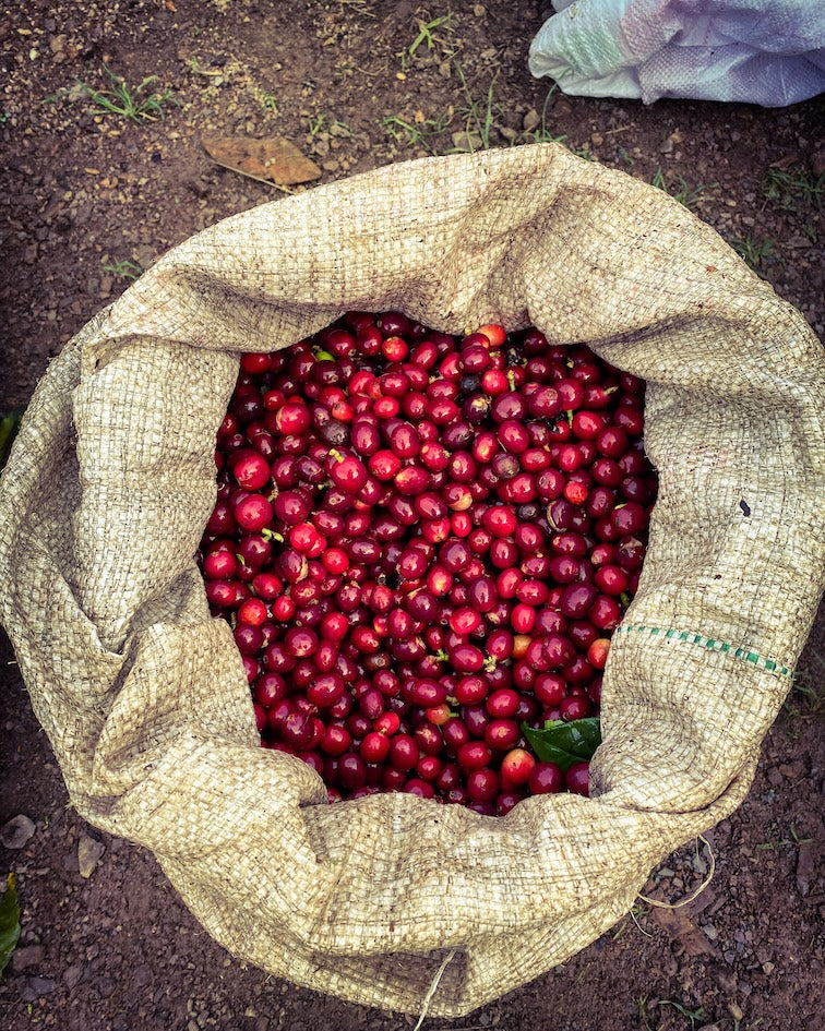 Los Nogales Caturra | Mucilage EA Decaf | Colombia