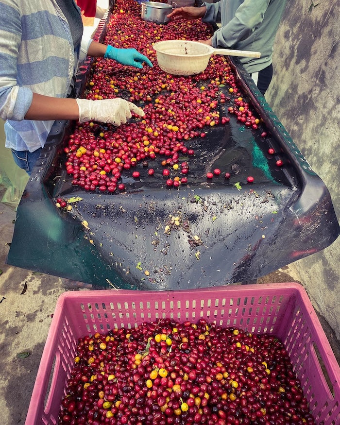 Los Nogales Caturra | Mucilage EA Decaf | Colombia