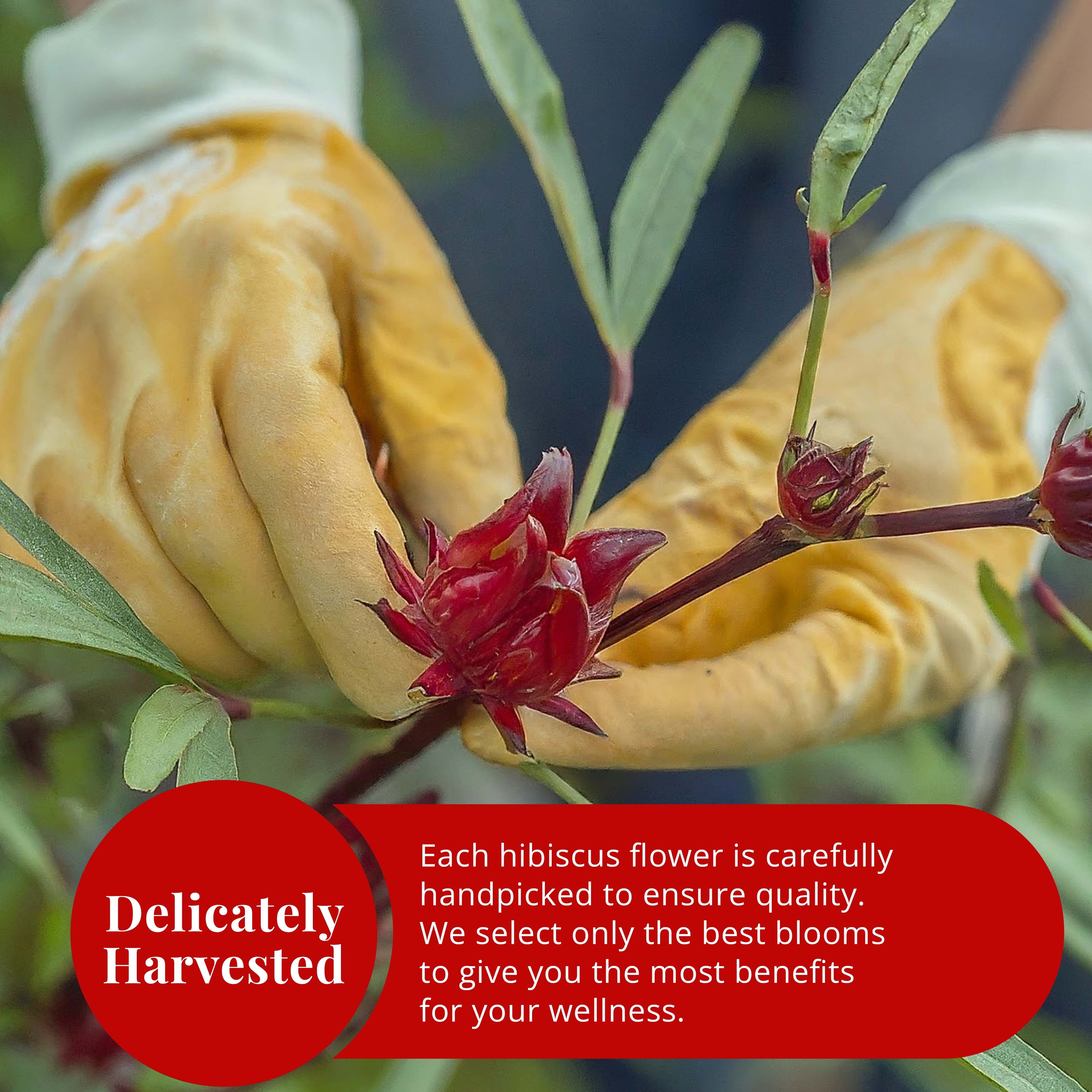 Dried Hibiscus Flowers 5 oz – Loose Leaf Hibiscus Tea | Akshit