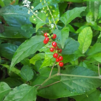 Jamaican Dog Blood Bush | Fertility Herb | Rivinia Humilis
