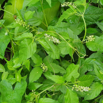 Jamaican Dog Blood Bush | Fertility Herb | Rivinia Humilis