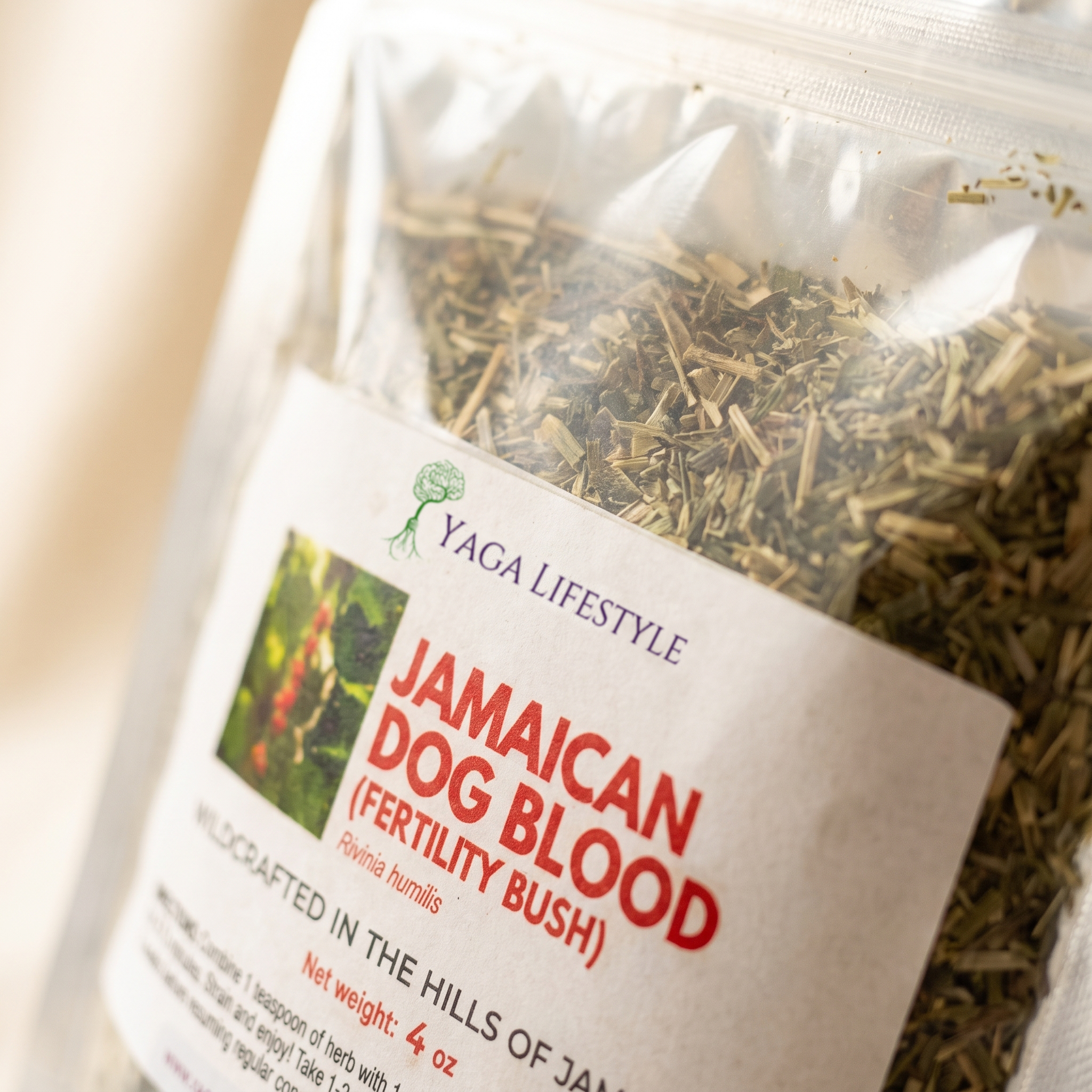 Jamaican Dog Blood Bush | Fertility Herb | Rivinia Humilis