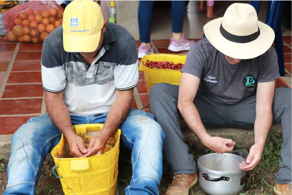 Finca El Paraíso | Yeast Inoculation | Sugarcane EA Decaf | Colombia