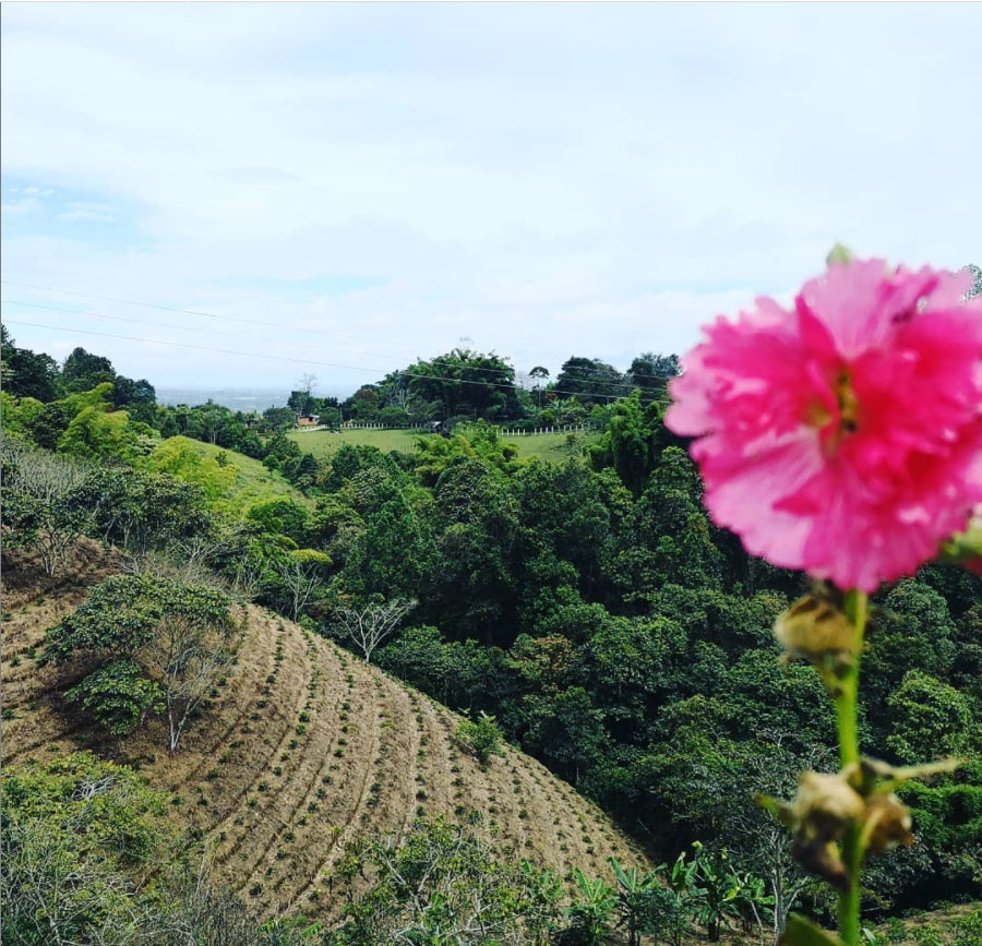Finca El Paraíso | Yeast Inoculation | Sugarcane EA Decaf | Colombia