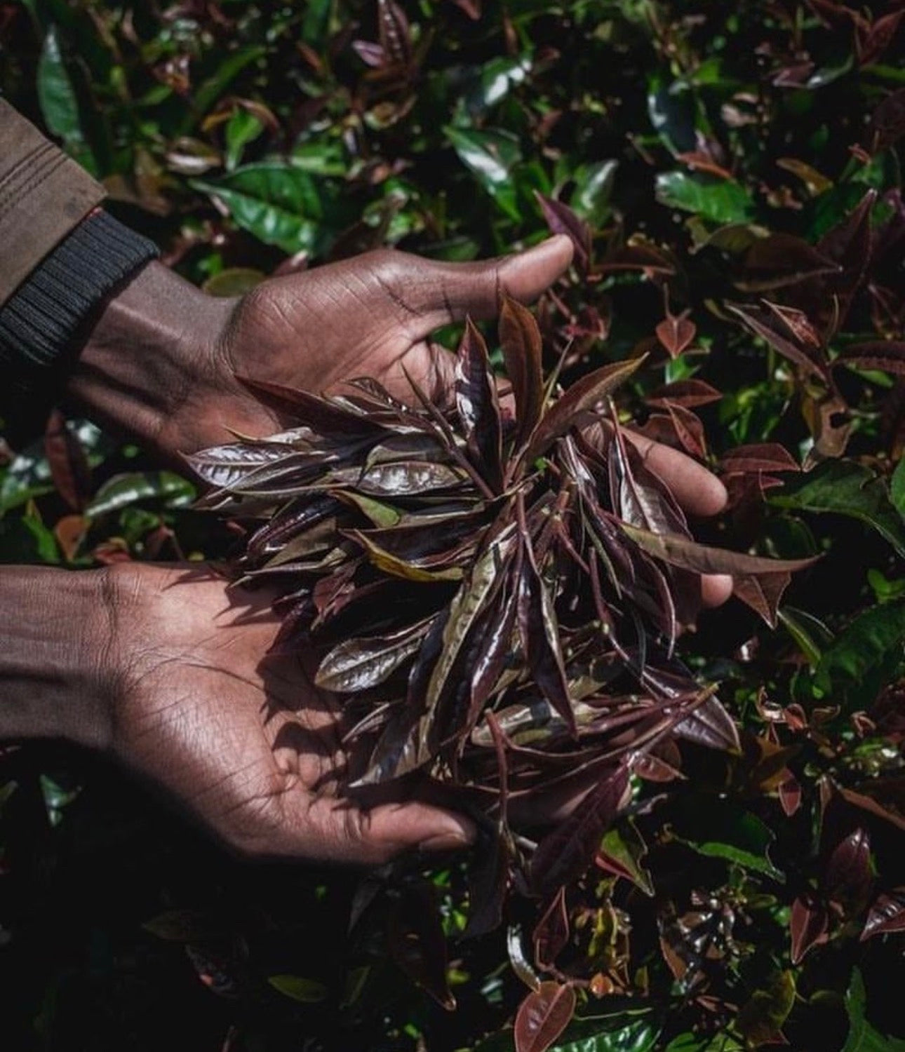 Purple Au Naturalé Kenyan Loose Leaf Tea