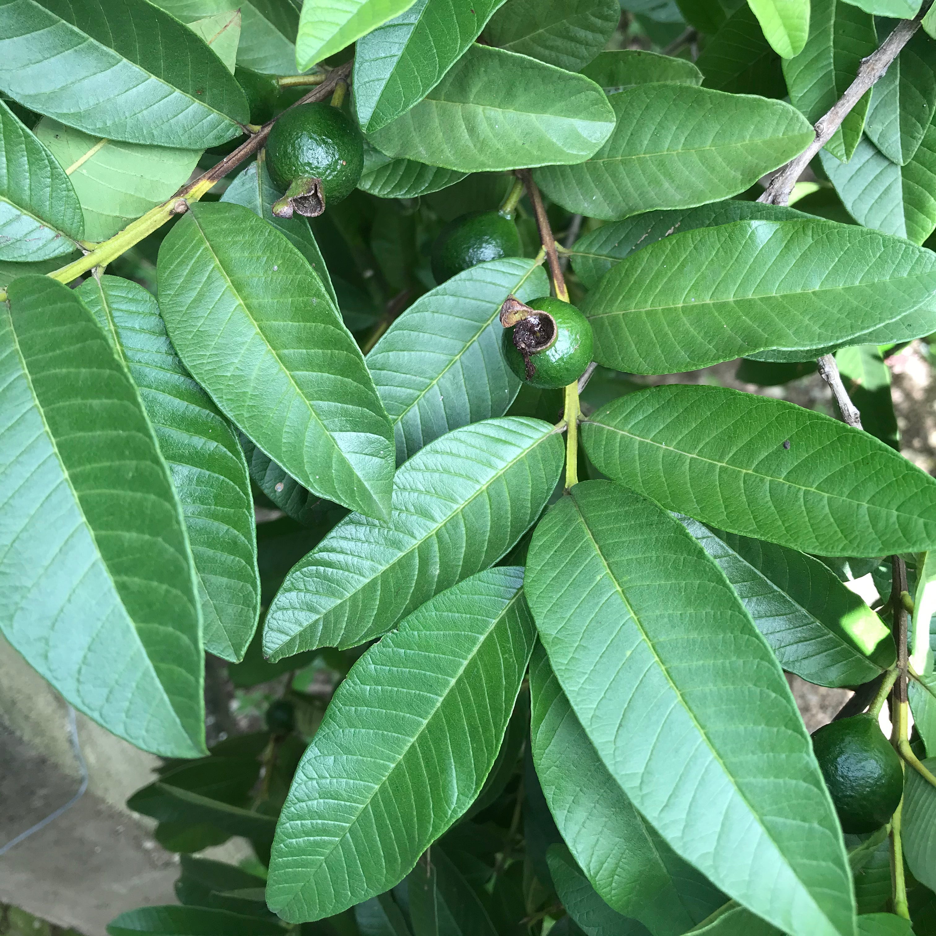 Jamaican Guava Leaf Tea | Organic