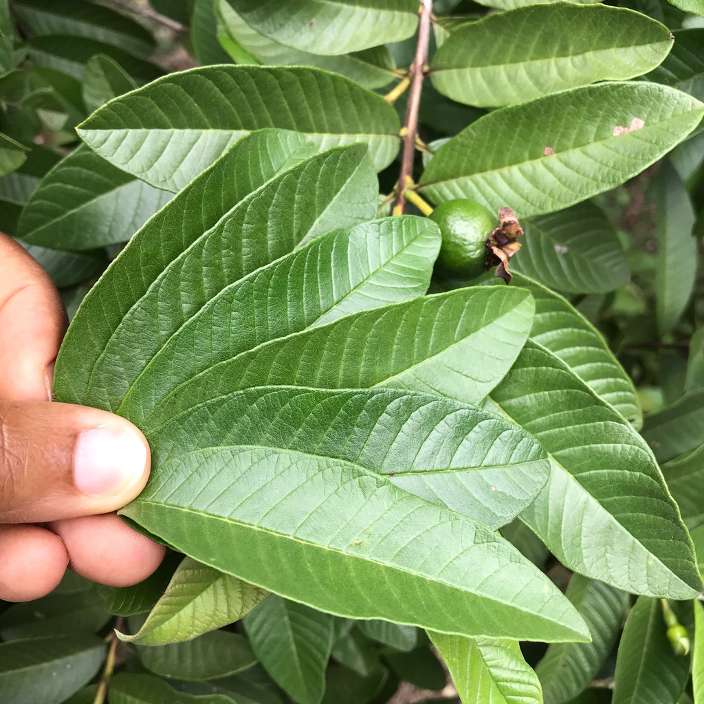 Jamaican Guava Leaf Tea | Organic