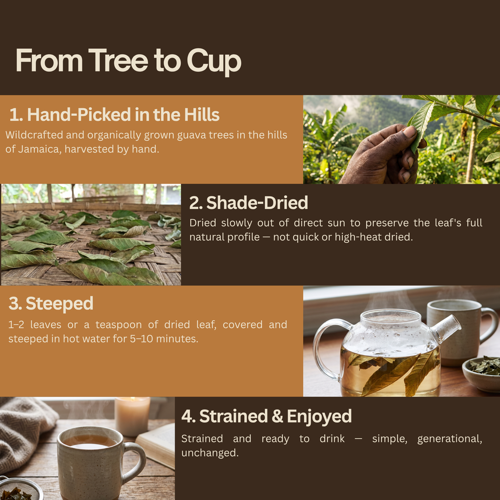 Jamaican Guava Leaf Tea | Organic