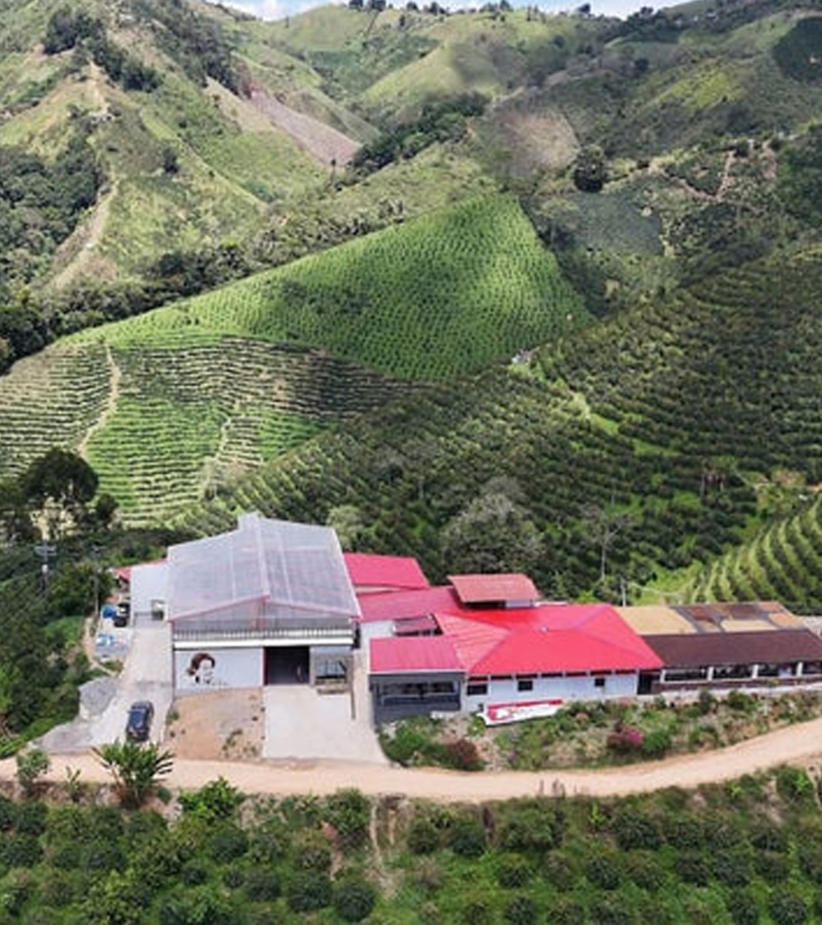 Pink Bourbon | Thermal Shock | Sugarcane EA Decaf | Colombia