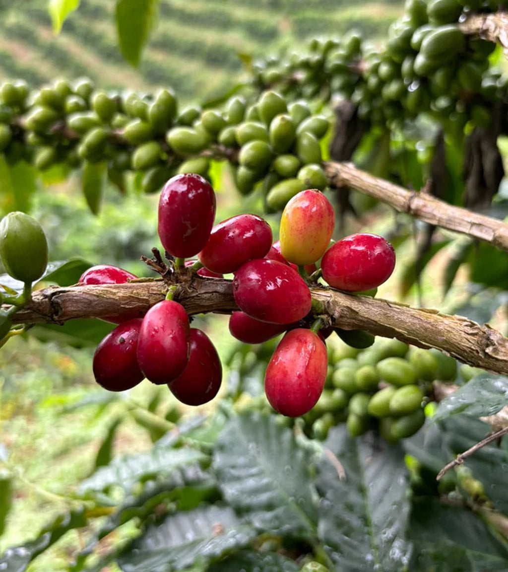 Pink Bourbon | Thermal Shock | Sugarcane EA Decaf | Colombia