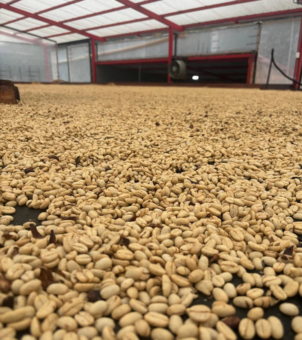 Pink Bourbon | Thermal Shock | Sugarcane EA Decaf | Colombia