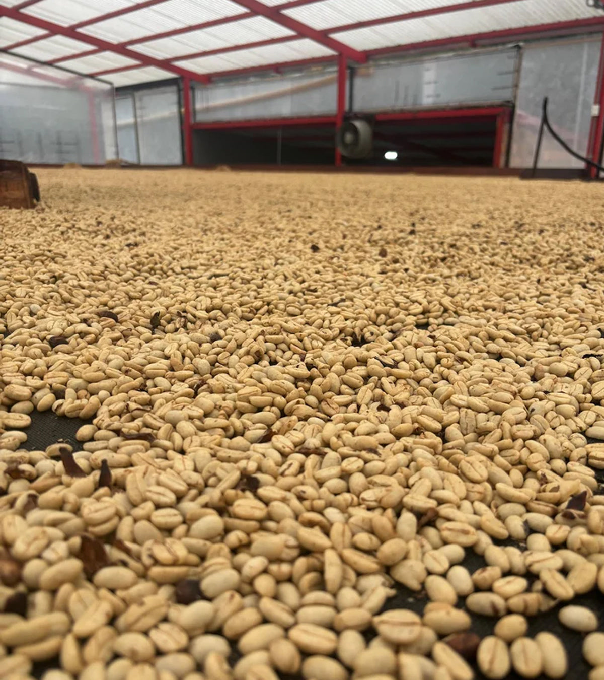Pink Bourbon | Thermal Shock | Sugarcane EA Decaf | Colombia
