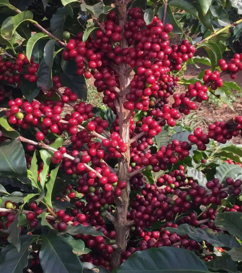 Red Bourbon | Wilton Benítez | Sugarcane EA Decaf | Colombia