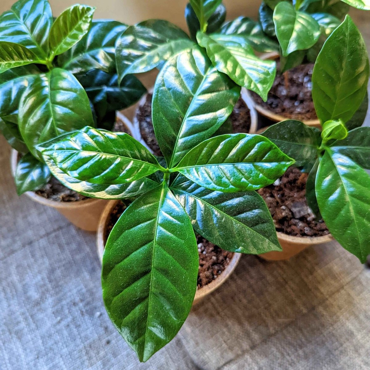 Coffea 'Coffee Plant' Seeds