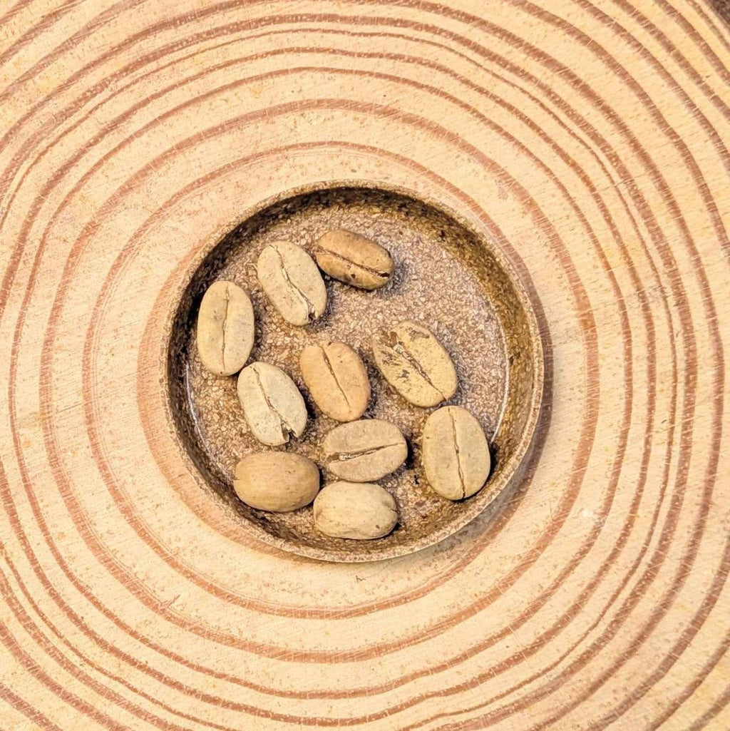 Coffea 'Coffee Plant' Seeds