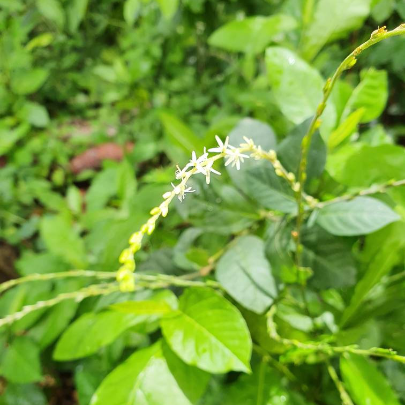 Jamaican Guinea Hen Weed (Anamu)