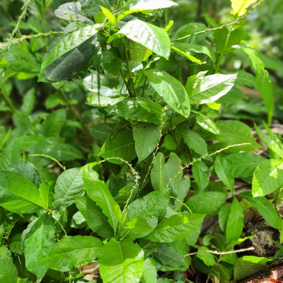 Jamaican Guinea Hen Weed (Anamu)