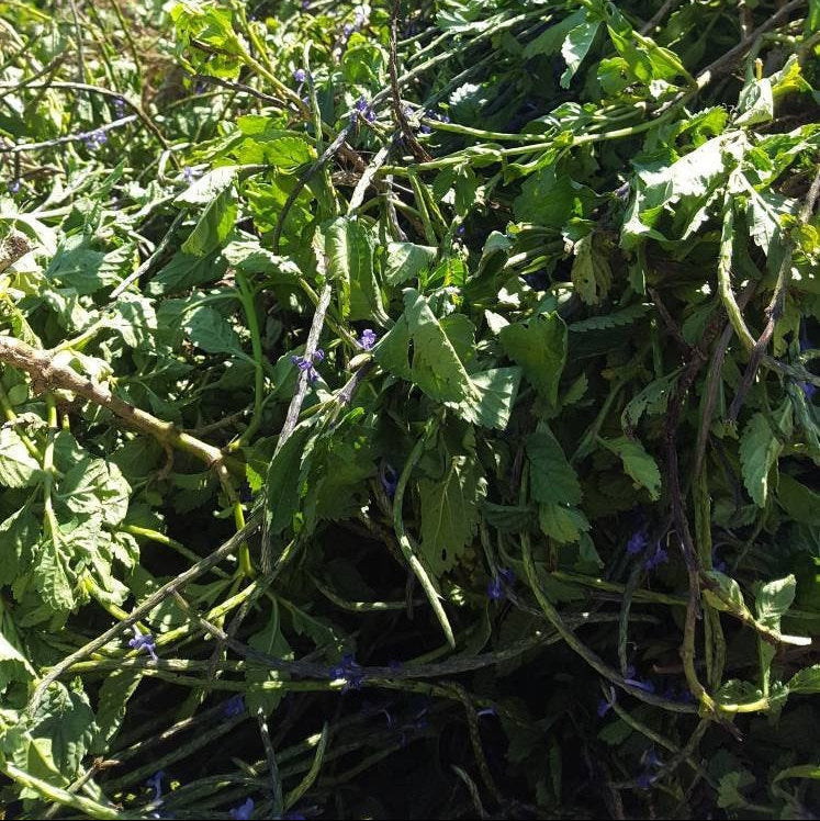 Jamaican Blue Vervain (Wildcrafted)