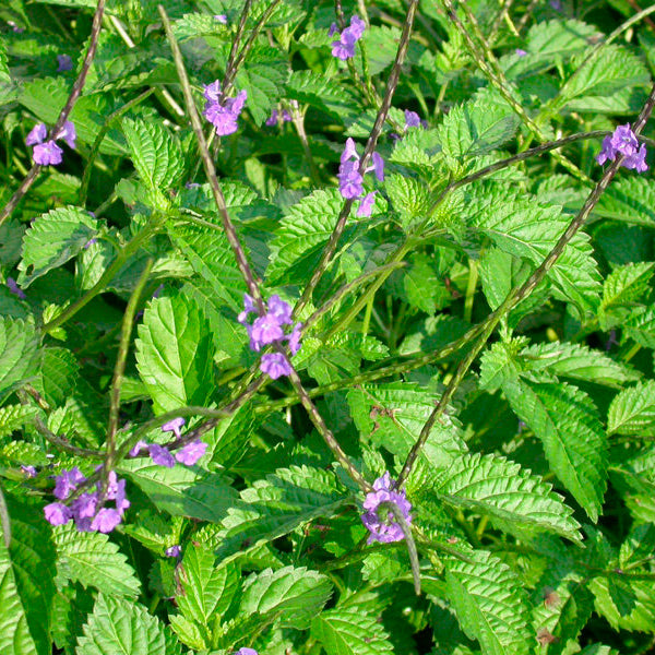 Jamaican Blue Vervain (Wildcrafted)