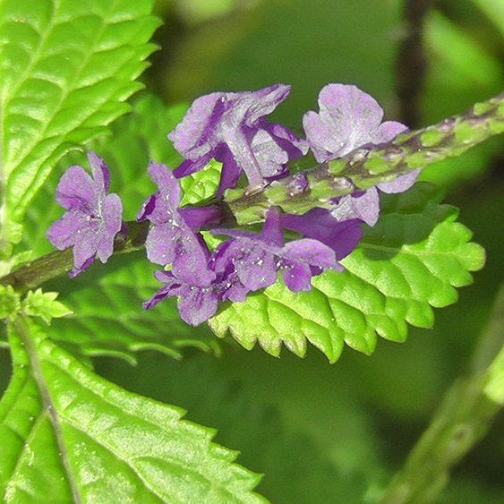 Jamaican Blue Vervain (Wildcrafted)