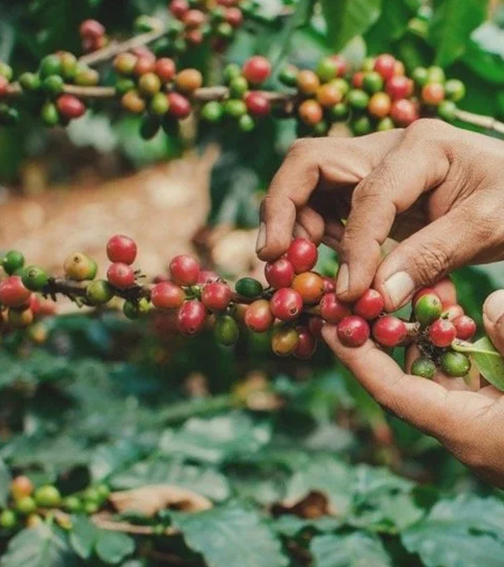 Sidekick | Decaf | Sugarcane Decaffeinated