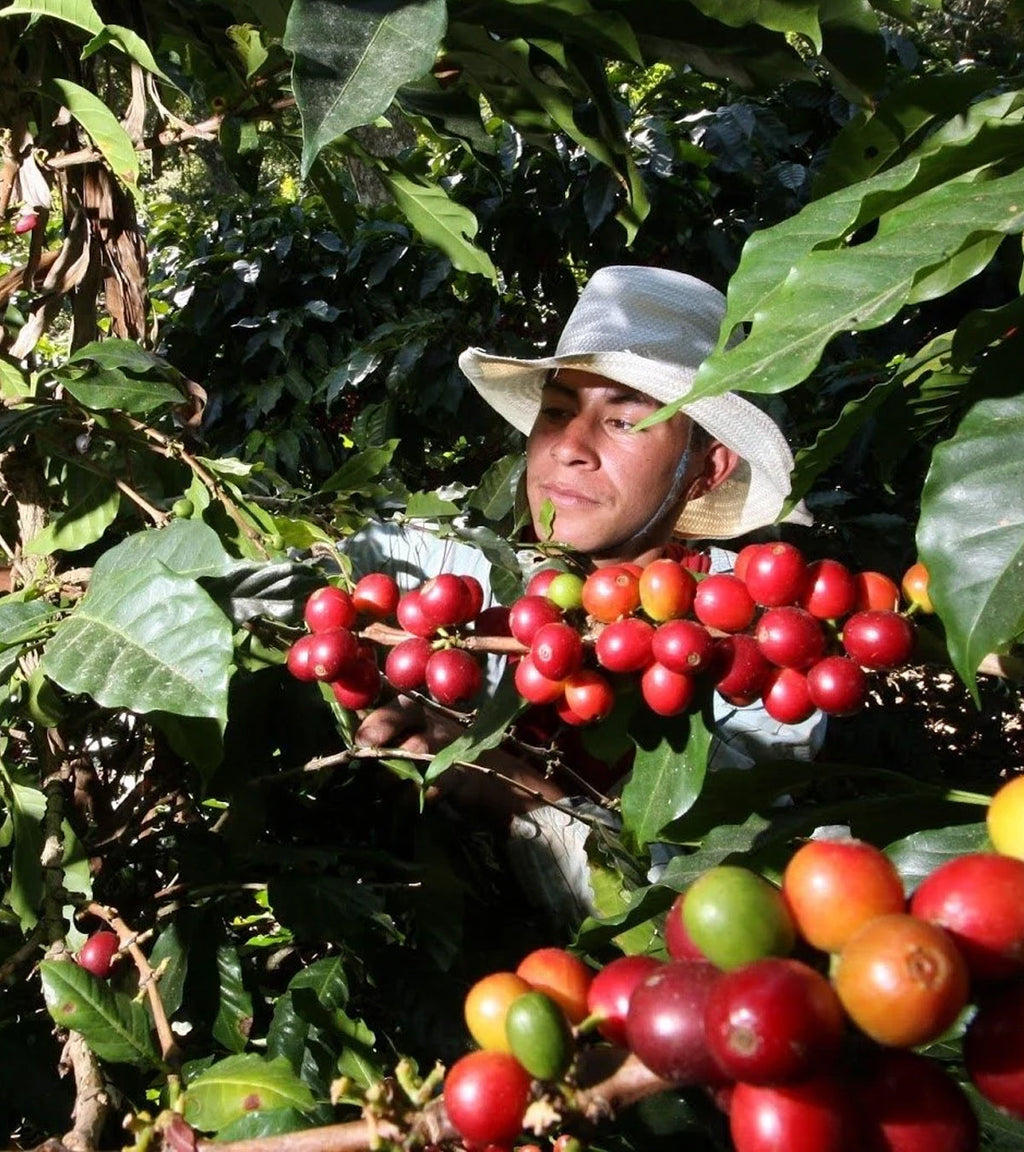 Sidekick | Decaf | Sugarcane Decaffeinated