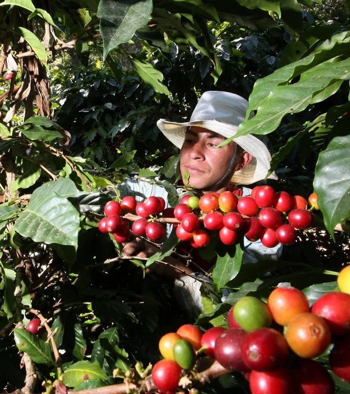 Sidekick | Decaf | Sugarcane Decaffeinated