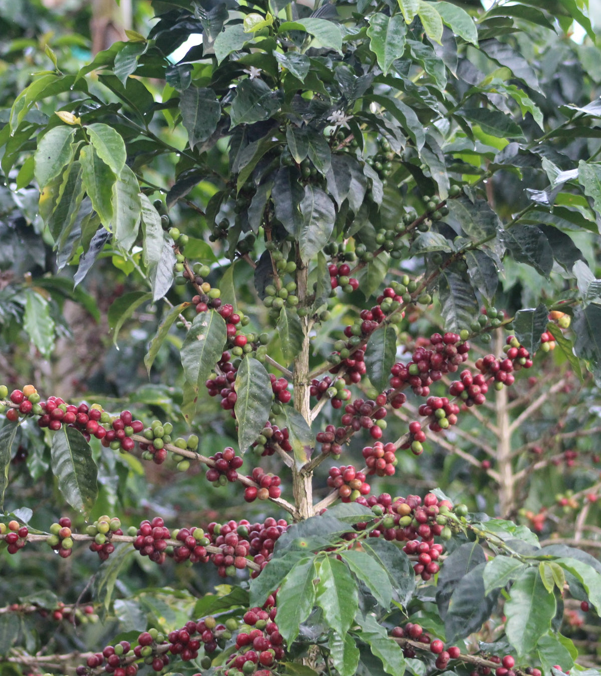 White Honey | Swiss Water® Decaf | Colombia