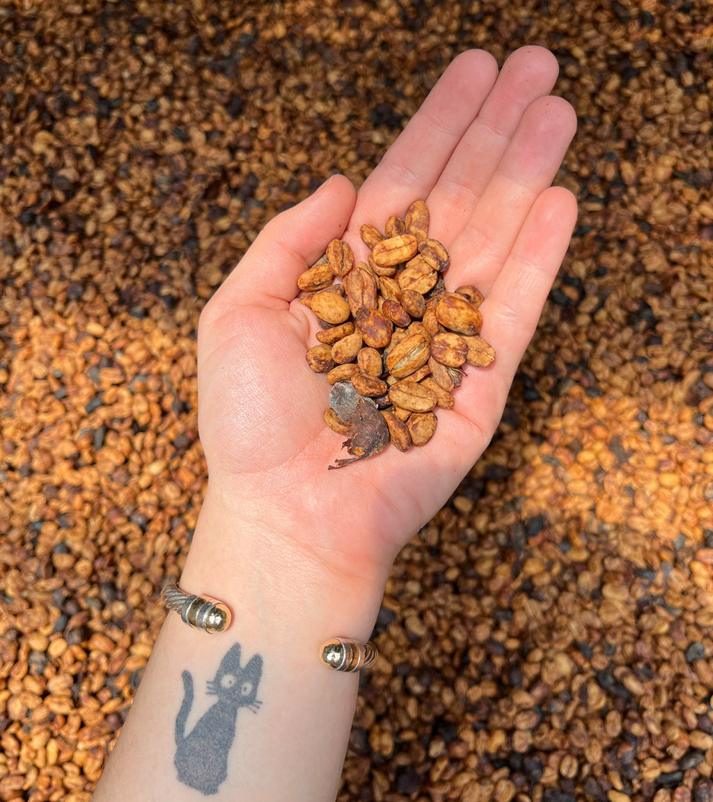 White Honey | Swiss Water® Decaf | Colombia